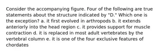 Consider the accompanying figure. Four of the following are true statements about the structure indicated by "D." Which one is the exception? a. it first evolved in arthropods b. it extends anteriorly into the head region c. it provides support for <a href='https://www.questionai.com/knowledge/k0LBwLeEer-muscle-contraction' class='anchor-knowledge'>muscle contraction</a> d. it is replaced in most adult vertebrates by the <a href='https://www.questionai.com/knowledge/ki4fsP39zf-vertebral-column' class='anchor-knowledge'>vertebral column</a> e. it is one of the four exclusive features of chordates