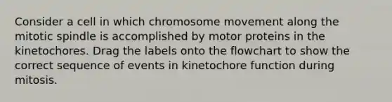 Consider a cell in which chromosome movement along the mitotic spindle is accomplished by motor proteins in the kinetochores. Drag the labels onto the flowchart to show the correct sequence of events in kinetochore function during mitosis.