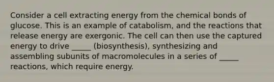 Consider a cell extracting energy from the chemical bonds of glucose. This is an example of catabolism, and the reactions that release energy are exergonic. The cell can then use the captured energy to drive _____ (biosynthesis), synthesizing and assembling subunits of macromolecules in a series of _____ reactions, which require energy.