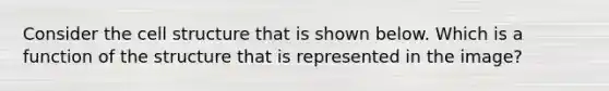 Consider the cell structure that is shown below. Which is a function of the structure that is represented in the image?