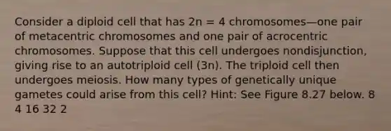 Consider a diploid cell that has 2n = 4 chromosomes—one pair of metacentric chromosomes and one pair of acrocentric chromosomes. Suppose that this cell undergoes nondisjunction, giving rise to an autotriploid cell (3n). The triploid cell then undergoes meiosis. How many types of genetically unique gametes could arise from this cell? Hint: See Figure 8.27 below. 8 4 16 32 2