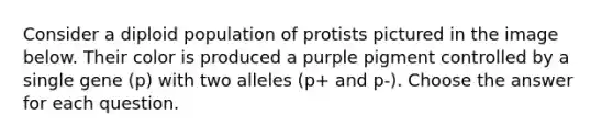 Consider a diploid population of protists pictured in the image below. Their color is produced a purple pigment controlled by a single gene (p) with two alleles (p+ and p-). Choose the answer for each question.