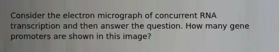 Consider the electron micrograph of concurrent RNA transcription and then answer the question. How many gene promoters are shown in this image?