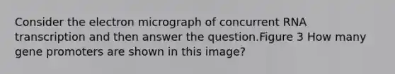 Consider the electron micrograph of concurrent RNA transcription and then answer the question.Figure 3 How many gene promoters are shown in this image?