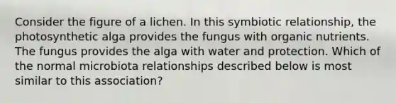 Consider the figure of a lichen. In this symbiotic relationship, the photosynthetic alga provides the fungus with organic nutrients. The fungus provides the alga with water and protection. Which of the normal microbiota relationships described below is most similar to this association?