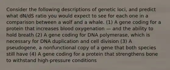 Consider the following descriptions of genetic loci, and predict what dN/dS ratio you would expect to see for each one in a comparison between a wolf and a whale. (1) A gene coding for a protein that increases blood oxygenation — and the ability to hold breath (2) A gene coding for DNA polymerase, which is necessary for DNA duplication and <a href='https://www.questionai.com/knowledge/kjHVAH8Me4-cell-division' class='anchor-knowledge'>cell division</a> (3) A pseudogene, a nonfunctional copy of a gene that both species still have (4) A gene coding for a protein that strengthens bone to withstand high-pressure conditions