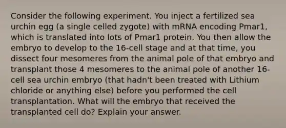 Consider the following experiment. You inject a fertilized sea urchin egg (a single celled zygote) with mRNA encoding Pmar1, which is translated into lots of Pmar1 protein. You then allow the embryo to develop to the 16-cell stage and at that time, you dissect four mesomeres from the animal pole of that embryo and transplant those 4 mesomeres to the animal pole of another 16-cell sea urchin embryo (that hadn't been treated with Lithium chloride or anything else) before you performed the cell transplantation. What will the embryo that received the transplanted cell do? Explain your answer.