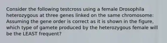 Consider the following testcross using a female Drosophila heterozygous at three genes linked on the same chromosome: Assuming the gene order is correct as it is shown in the figure, which type of gamete produced by the heterozygous female will be the LEAST frequent?