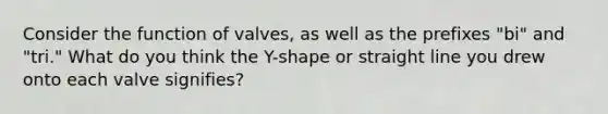 Consider the function of valves, as well as the prefixes "bi" and "tri." What do you think the Y-shape or straight line you drew onto each valve signifies?