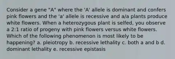 Consider a gene "A" where the 'A' allele is dominant and confers pink flowers and the 'a' allele is recessive and a/a plants produce white flowers. When a heterozygous plant is selfed, you observe a 2:1 ratio of progeny with pink flowers versus white flowers. Which of the following phenomenon is most likely to be happening? a. pleiotropy b. recessive lethality c. both a and b d. dominant lethality e. recessive epistasis