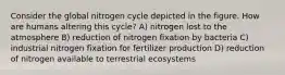 Consider the global nitrogen cycle depicted in the figure. How are humans altering this cycle? A) nitrogen lost to the atmosphere B) reduction of nitrogen fixation by bacteria C) industrial nitrogen fixation for fertilizer production D) reduction of nitrogen available to terrestrial ecosystems