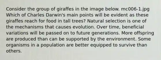 Consider the group of giraffes in the image below. mc006-1.jpg Which of Charles Darwin's main points will be evident as these giraffes reach for food in tall trees? Natural selection is one of the mechanisms that causes evolution. Over time, beneficial variations will be passed on to future generations. More offspring are produced than can be supported by the environment. Some organisms in a population are better equipped to survive than others.