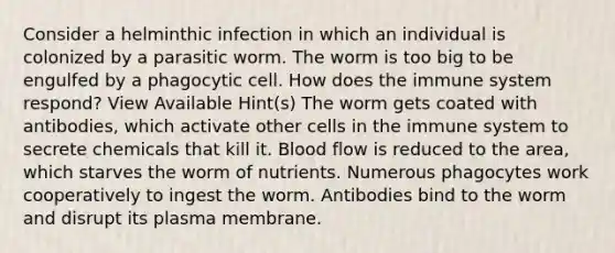 Consider a helminthic infection in which an individual is colonized by a parasitic worm. The worm is too big to be engulfed by a phagocytic cell. How does the immune system respond? View Available Hint(s) The worm gets coated with antibodies, which activate other cells in the immune system to secrete chemicals that kill it. Blood flow is reduced to the area, which starves the worm of nutrients. Numerous phagocytes work cooperatively to ingest the worm. Antibodies bind to the worm and disrupt its plasma membrane.