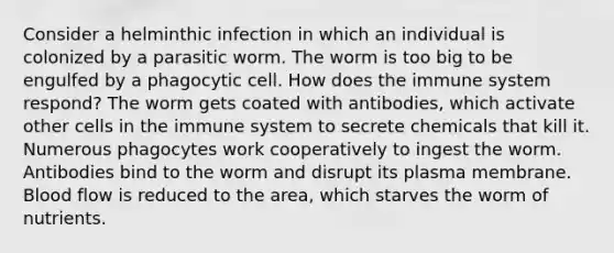 Consider a helminthic infection in which an individual is colonized by a parasitic worm. The worm is too big to be engulfed by a phagocytic cell. How does the immune system respond? The worm gets coated with antibodies, which activate other cells in the immune system to secrete chemicals that kill it. Numerous phagocytes work cooperatively to ingest the worm. Antibodies bind to the worm and disrupt its plasma membrane. Blood flow is reduced to the area, which starves the worm of nutrients.