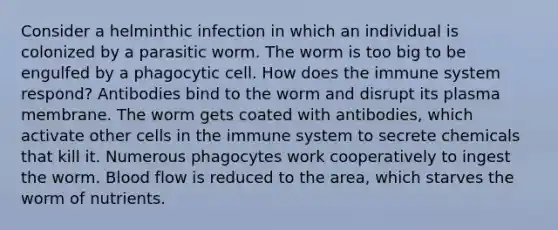 Consider a helminthic infection in which an individual is colonized by a parasitic worm. The worm is too big to be engulfed by a phagocytic cell. How does the immune system respond? Antibodies bind to the worm and disrupt its plasma membrane. The worm gets coated with antibodies, which activate other cells in the immune system to secrete chemicals that kill it. Numerous phagocytes work cooperatively to ingest the worm. Blood flow is reduced to the area, which starves the worm of nutrients.