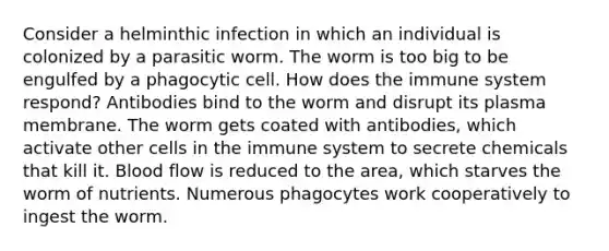 Consider a helminthic infection in which an individual is colonized by a parasitic worm. The worm is too big to be engulfed by a phagocytic cell. How does the immune system respond? Antibodies bind to the worm and disrupt its plasma membrane. The worm gets coated with antibodies, which activate other cells in the immune system to secrete chemicals that kill it. Blood flow is reduced to the area, which starves the worm of nutrients. Numerous phagocytes work cooperatively to ingest the worm.