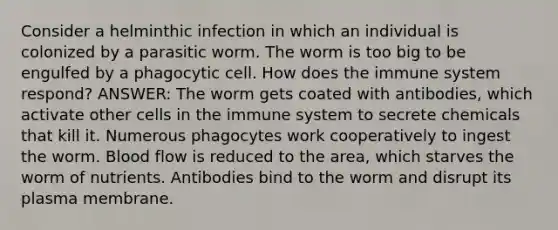 Consider a helminthic infection in which an individual is colonized by a parasitic worm. The worm is too big to be engulfed by a phagocytic cell. How does the immune system respond? ANSWER: The worm gets coated with antibodies, which activate other cells in the immune system to secrete chemicals that kill it. Numerous phagocytes work cooperatively to ingest the worm. Blood flow is reduced to the area, which starves the worm of nutrients. Antibodies bind to the worm and disrupt its plasma membrane.