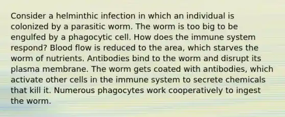 Consider a helminthic infection in which an individual is colonized by a parasitic worm. The worm is too big to be engulfed by a phagocytic cell. How does the immune system respond? Blood flow is reduced to the area, which starves the worm of nutrients. Antibodies bind to the worm and disrupt its plasma membrane. The worm gets coated with antibodies, which activate other cells in the immune system to secrete chemicals that kill it. Numerous phagocytes work cooperatively to ingest the worm.