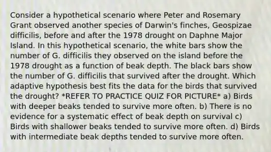 Consider a hypothetical scenario where Peter and Rosemary Grant observed another species of Darwin's finches, Geospizae difficilis, before and after the 1978 drought on Daphne Major Island. In this hypothetical scenario, the white bars show the number of G. difficilis they observed on the island before the 1978 drought as a function of beak depth. The black bars show the number of G. difficilis that survived after the drought. Which adaptive hypothesis best fits the data for the birds that survived the drought? *REFER TO PRACTICE QUIZ FOR PICTURE* a) Birds with deeper beaks tended to survive more often. b) There is no evidence for a systematic effect of beak depth on survival c) Birds with shallower beaks tended to survive more often. d) Birds with intermediate beak depths tended to survive more often.