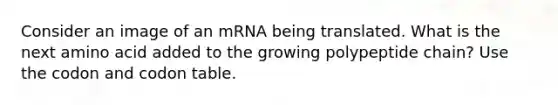 Consider an image of an mRNA being translated. What is the next amino acid added to the growing polypeptide chain? Use the codon and codon table.