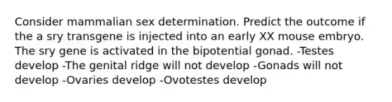 Consider mammalian sex determination. Predict the outcome if the a sry transgene is injected into an early XX mouse embryo. The sry gene is activated in the bipotential gonad. -Testes develop -The genital ridge will not develop -Gonads will not develop -Ovaries develop -Ovotestes develop