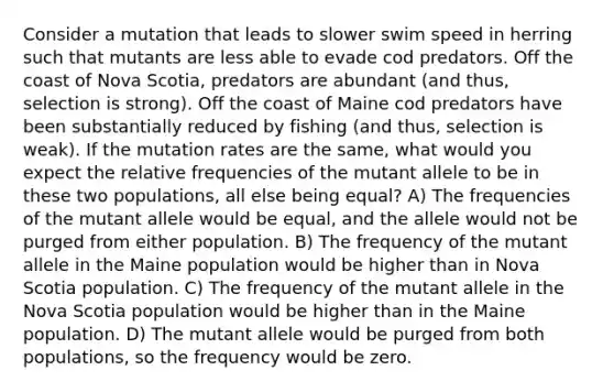 Consider a mutation that leads to slower swim speed in herring such that mutants are less able to evade cod predators. Off the coast of Nova Scotia, predators are abundant (and thus, selection is strong). Off the coast of Maine cod predators have been substantially reduced by fishing (and thus, selection is weak). If the mutation rates are the same, what would you expect the relative frequencies of the mutant allele to be in these two populations, all else being equal? A) The frequencies of the mutant allele would be equal, and the allele would not be purged from either population. B) The frequency of the mutant allele in the Maine population would be higher than in Nova Scotia population. C) The frequency of the mutant allele in the Nova Scotia population would be higher than in the Maine population. D) The mutant allele would be purged from both populations, so the frequency would be zero.