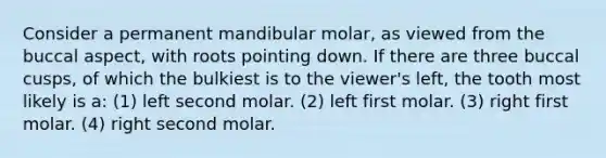 Consider a permanent mandibular molar, as viewed from the buccal aspect, with roots pointing down. If there are three buccal cusps, of which the bulkiest is to the viewer's left, the tooth most likely is a: (1) left second molar. (2) left first molar. (3) right first molar. (4) right second molar.