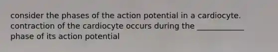 consider the phases of the action potential in a cardiocyte. contraction of the cardiocyte occurs during the ____________ phase of its action potential