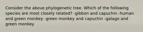 Consider the above phylogenetic tree. Which of the following species are most closely related? -gibbon and capuchin -human and green monkey -green monkey and capuchin -galago and green monkey