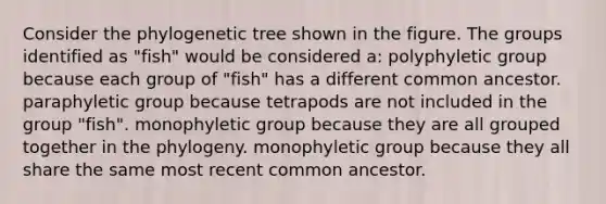 Consider the phylogenetic tree shown in the figure. The groups identified as "fish" would be considered a: polyphyletic group because each group of "fish" has a different common ancestor. paraphyletic group because tetrapods are not included in the group "fish". monophyletic group because they are all grouped together in the phylogeny. monophyletic group because they all share the same most recent common ancestor.