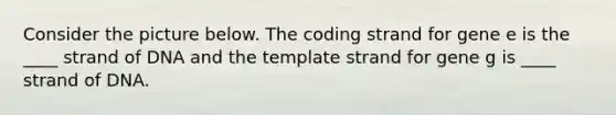 Consider the picture below. The coding strand for gene e is the ____ strand of DNA and the template strand for gene g is ____ strand of DNA.