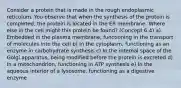 Consider a protein that is made in the rough endoplasmic reticulum. You observe that when the synthesis of the protein is completed, the protein is located in the ER membrane. Where else in the cell might this protein be found? (Concept 6.4) a) Embedded in the plasma membrane, functioning in the transport of molecules into the cell b) In the cytoplasm, functioning as an enzyme in carbohydrate synthesis c) In the internal space of the Golgi apparatus, being modified before the protein is excreted d) In a mitochondrion, functioning in ATP synthesis e) In the aqueous interior of a lysosome, functioning as a digestive enzyme