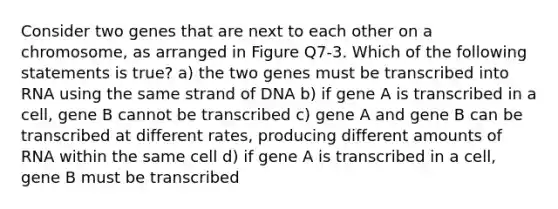 Consider two genes that are next to each other on a chromosome, as arranged in Figure Q7-3. Which of the following statements is true? a) the two genes must be transcribed into RNA using the same strand of DNA b) if gene A is transcribed in a cell, gene B cannot be transcribed c) gene A and gene B can be transcribed at different rates, producing different amounts of RNA within the same cell d) if gene A is transcribed in a cell, gene B must be transcribed