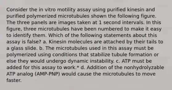 Consider the in vitro motility assay using purified kinesin and purified polymerized microtubules shown the following figure. The three panels are images taken at 1 second intervals. In this figure, three microtubules have been numbered to make it easy to identify them. Which of the following statements about this assay is false? a. Kinesin molecules are attached by their tails to a glass slide. b. The microtubules used in this assay must be polymerized using conditions that stabilize tubule formation or else they would undergo dynamic instability. c. ATP must be added for this assay to work.* d. Addition of the nonhydrolyzable ATP analog (AMP-PNP) would cause the microtubules to move faster.