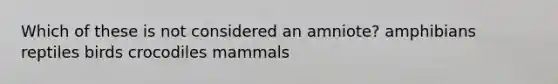 Which of these is not considered an amniote? amphibians reptiles birds crocodiles mammals