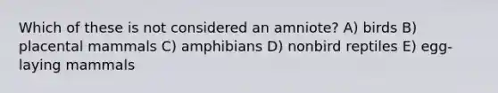 Which of these is not considered an amniote? A) birds B) placental mammals C) amphibians D) nonbird reptiles E) egg-laying mammals