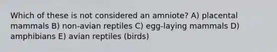 Which of these is not considered an amniote? A) placental mammals B) non-avian reptiles C) egg-laying mammals D) amphibians E) avian reptiles (birds)