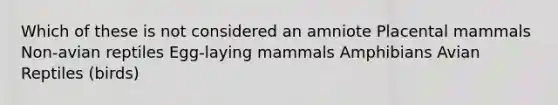 Which of these is not considered an amniote Placental mammals Non-avian reptiles Egg-laying mammals Amphibians Avian Reptiles (birds)