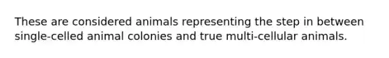 These are considered animals representing the step in between single-celled animal colonies and true multi-cellular animals.
