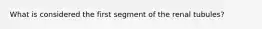 What is considered the first segment of the renal tubules?