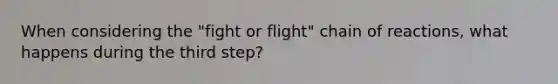 When considering the "fight or flight" chain of reactions, what happens during the third step?