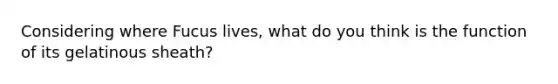Considering where Fucus lives, what do you think is the function of its gelatinous sheath?