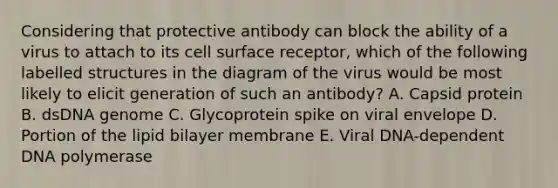 Considering that protective antibody can block the ability of a virus to attach to its cell surface receptor, which of the following labelled structures in the diagram of the virus would be most likely to elicit generation of such an antibody? A. Capsid protein B. dsDNA genome C. Glycoprotein spike on viral envelope D. Portion of the lipid bilayer membrane E. Viral DNA-dependent DNA polymerase