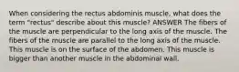 When considering the rectus abdominis muscle, what does the term "rectus" describe about this muscle? ANSWER The fibers of the muscle are perpendicular to the long axis of the muscle. The fibers of the muscle are parallel to the long axis of the muscle. This muscle is on the surface of the abdomen. This muscle is bigger than another muscle in the abdominal wall.