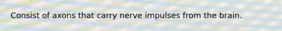 Consist of axons that carry nerve impulses from the brain.
