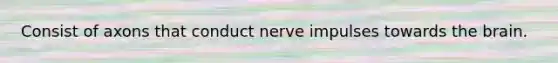 Consist of axons that conduct nerve impulses towards the brain.