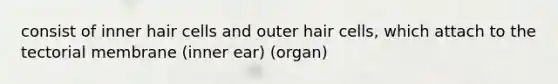 consist of inner hair cells and outer hair cells, which attach to the tectorial membrane (inner ear) (organ)