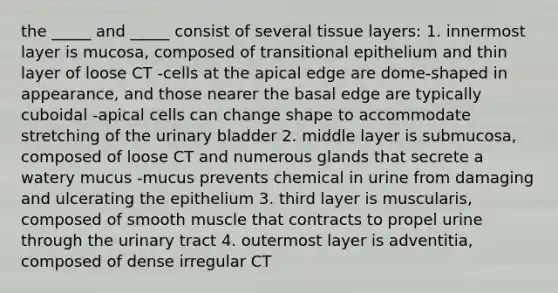 the _____ and _____ consist of several tissue layers: 1. innermost layer is mucosa, composed of transitional epithelium and thin layer of loose CT -cells at the apical edge are dome-shaped in appearance, and those nearer the basal edge are typically cuboidal -apical cells can change shape to accommodate stretching of the urinary bladder 2. middle layer is submucosa, composed of loose CT and numerous glands that secrete a watery mucus -mucus prevents chemical in urine from damaging and ulcerating the epithelium 3. third layer is muscularis, composed of smooth muscle that contracts to propel urine through the urinary tract 4. outermost layer is adventitia, composed of dense irregular CT