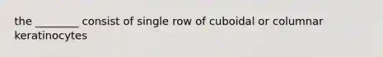 the ________ consist of single row of cuboidal or columnar keratinocytes