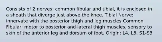 Consists of 2 nerves: common fibular and tibial, it is enclosed in a sheath that diverge just above the knee. Tibial Nerve: innervate with the posterior thigh and leg muscles Common Fibular: motor to posterior and lateral thigh muscles, sensory to skin of the anterior leg and dorsum of foot. Origin: L4, L5, S1-S3